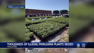 19,000 illegal marijuana plants destroyed in San Benito County