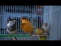 Пение канарейки Певчий кенар Как поет канарейка обучение / Singing canaries canary singing, sounds
