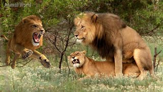 جفت گیری شیر ها در حیات وحش روزانه تا 40 بار! Mating lions in the wild up to 40 times a day!