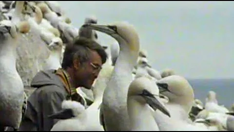 John Busby 'In Celebration' Nature in Art