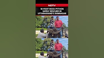 18-Foot, 175-Kg Indian Rock Python Rescued In Uttarakhand Ramnagar