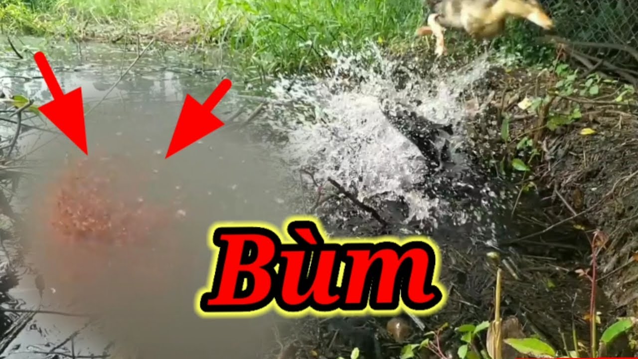 Câu cá bằng vịt, những cú táp kinh khủng nhất