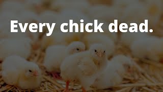 The mystery of sudden death in healthy chicks