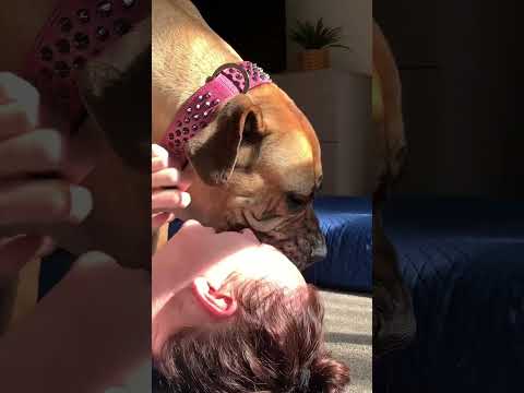 Video: Váš pondelok POTREBUJE tieto Pomaly-Mo Shots z boxu pes bozkávanie