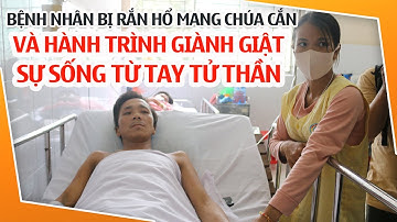 Bệnh nhân bị rắn HỔ MANG CHÚA cắn và hành trình giành giật sự sống từ tay tử thần