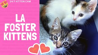 Kitten Cam from Cute Avalanche 24/7 interactive Live Stream