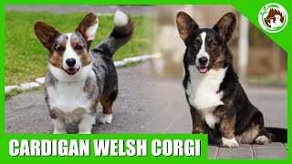 Cardigan Welsh Corgi: Highly Popular Dog Breed That Could Be Your Future Dog