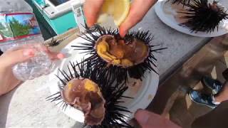 Weekend Vlog#1 Santa Barbara Seafood Festival