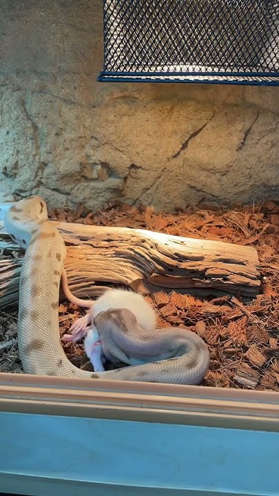 Burmese python EATING rat🐍🐀 #reptiles #snakes - YouTube