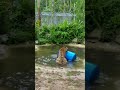 Tiger vs. Barrel