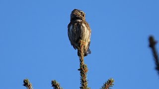 Kulíšek nejmenší (Glaucidium passerinum) hlas