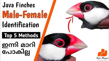 Java Finches Male and Female Identification | Java Sparrow | Finches Bird Malayalam | My Pet Plant