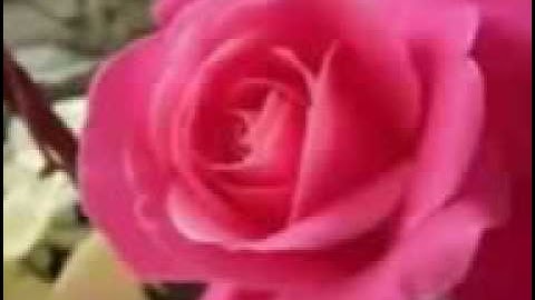 اية وضرب لنا مثلا ونسي خلقه سوره يس الشيخ أحمد نعينع