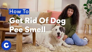 How To Get Rid of Dog Pee Smell by Chewy 1,807 views 5 months ago 2 minutes, 51 seconds