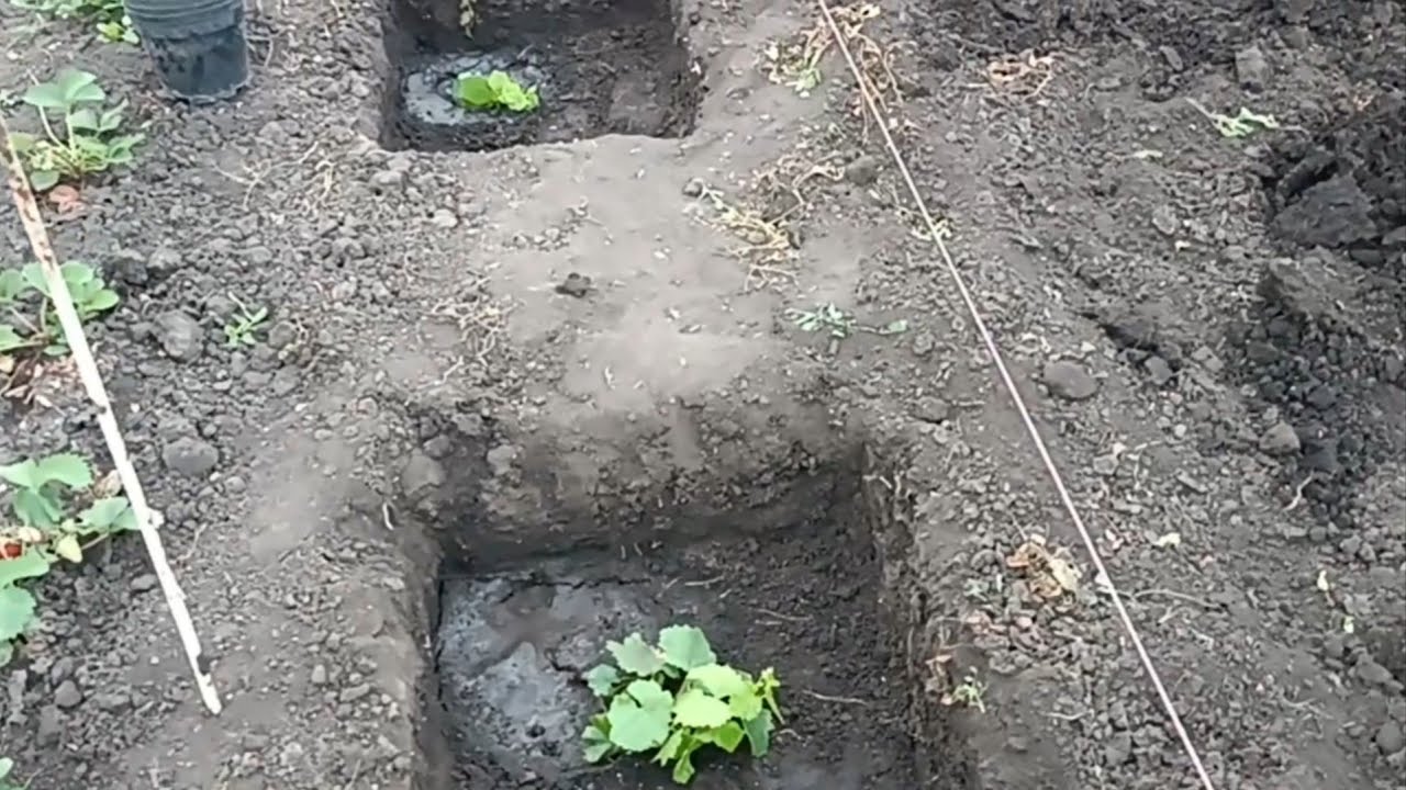 Зміщення кущів від лінії шпалери. Ютуберська спільнота слабка?