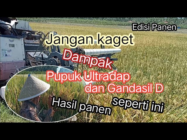 Solusi pupuk langka dan mahal Edisi panen class=