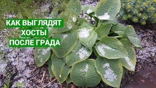 видео: Хосты и град картинка: Хосты и град