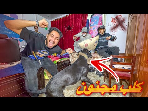 كلب هجم علي شكشك وعضو