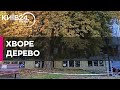 Великий каштан на Андріївському узвозі: киян закликають допомогти врятувати 90-річне дерево