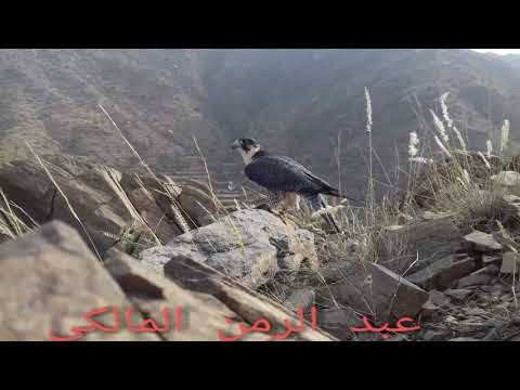 شاهين قرناس يصطاد في الجبال اذكرو الله