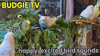 Make Your Bird Talk with Excited Budgie Sounds by Pet TV Australia 15,545 views 1 year ago 20 minutes