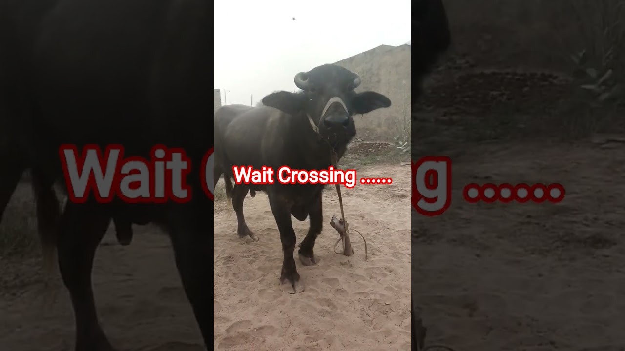 #वाइल्डलाइफ #murraha #viral_short_video #animals #gorkhana #wild_animall #Buffalo_BuLL #wolf_dog
