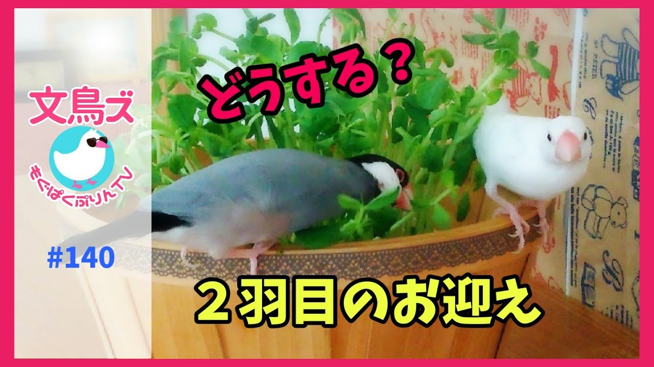 文鳥の多頭飼い～私はこうして2羽目のお迎えを決めました - YouTube