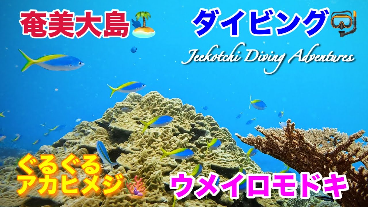 奄美大島🏝ダイビング🤿ぐるぐるアカヒメジ🪸ウメイロモドキ😆👍2026年