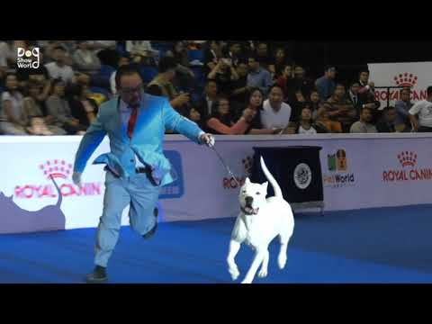 National dog show 2024 | Dog show 2024