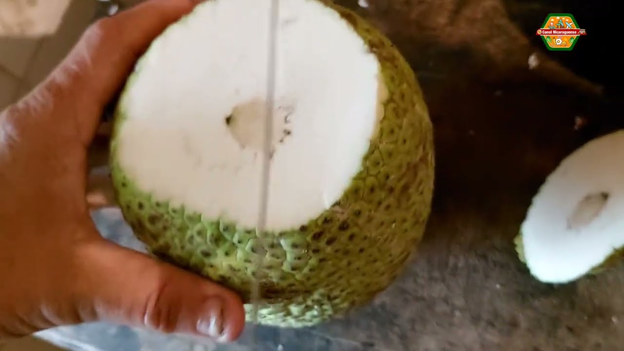 Nicaragua Criminal Receta fruta de pan Blufields