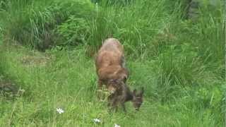 Rehkitz mit Mutter im Garten