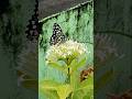 Butterfly in my Garden #butterfly #shortvideo