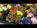 Весна, цветы и зоо в Эпицентре Кропивницкий