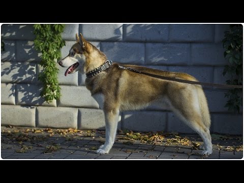 handsome-husky-on-the-walk-with-his-studded-leather-dog-collar-on