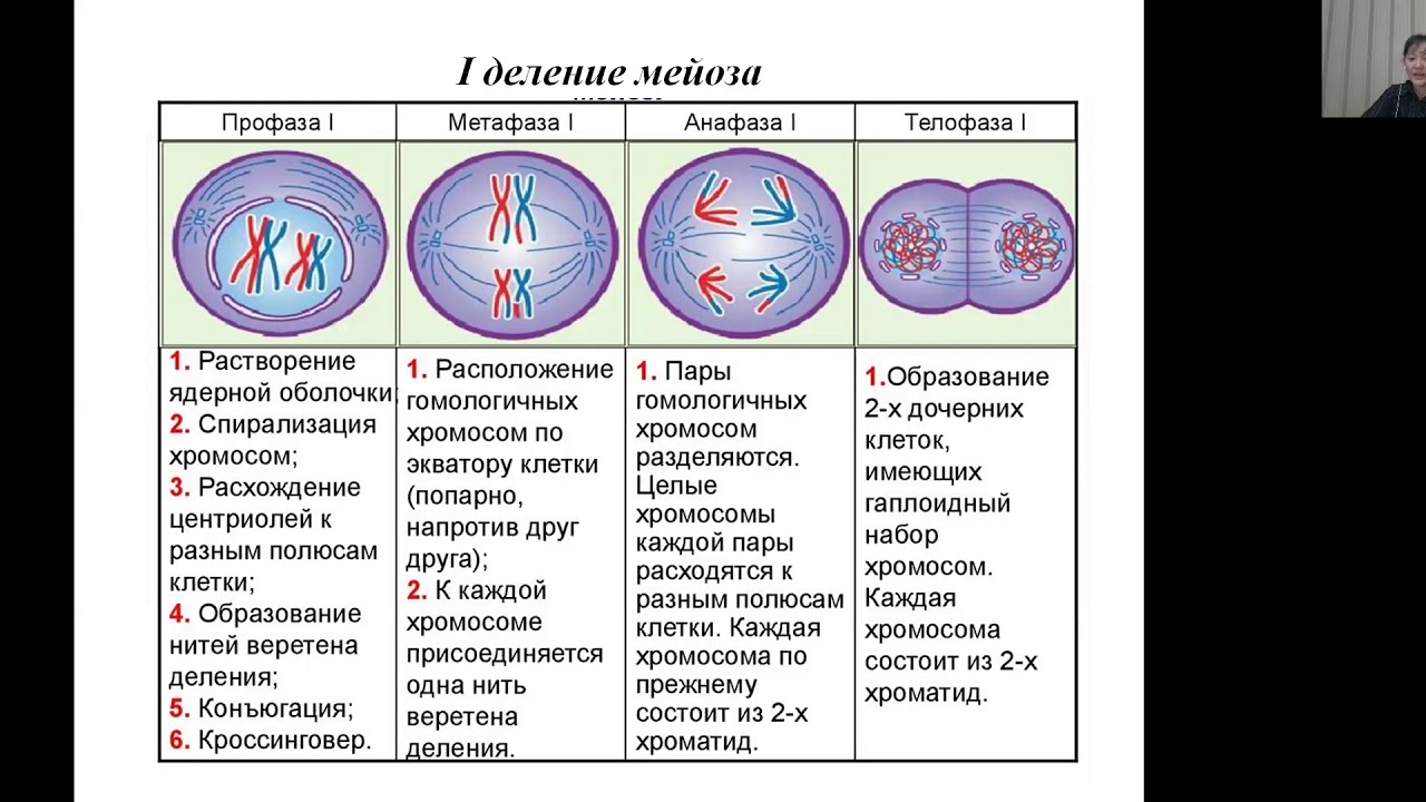 Мейоз фазы и набор