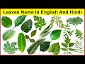 Leaves Name In English And Hindi With Pictures |Name Of Leaves  Different Types Of Leaves |Leaf Name