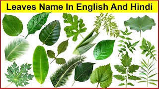 Leaves Name In English And Hindi With Pictures |Name Of Leaves  Different Types Of Leaves |Leaf Name