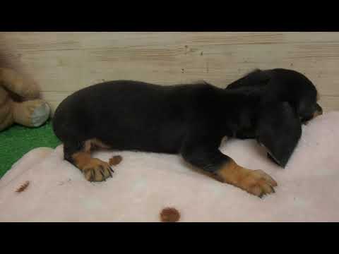 Coo&RIKU　No00447017 Ｍ・ダックスフンド（スムースヘアー）