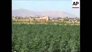 UN attempts to wean farmers off cannabis growing fail