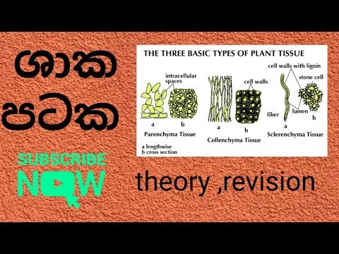 ශාක පටක ( theory ,revision )