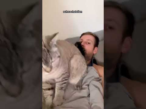 Video: So massieren Sie Ihre Katze (mit Bildern)