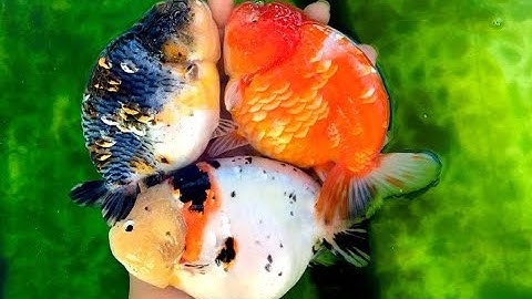 Trại cá vàng hơn 1 tỷ đồng trên sân thượng nhà dân ở TP HCM  - Kinh doanh