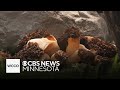 Minnesota&#39;s wet May a perfect storm for mushrooms