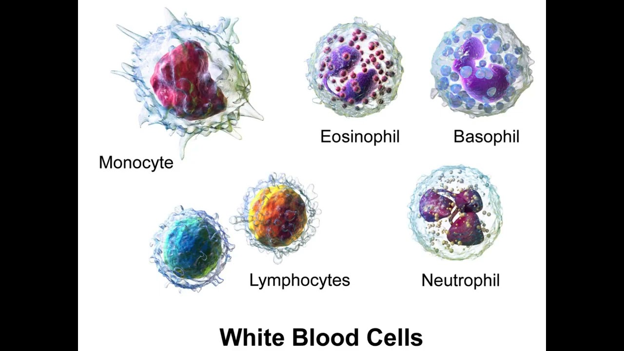 004 connective tissue