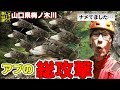 【沢登り】おにやんま君遭難したらアブの猛攻に遭った　山口県梅ノ木川