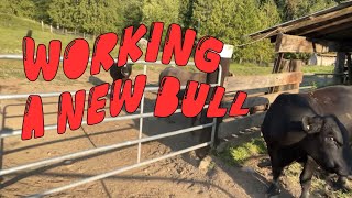 Working a new Bull