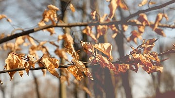 Tutoriales Vegas Pro 11.0 - Efecto Vintage Burn