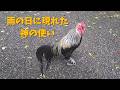 熱田神宮|雨の日に出会えた“神の使い”