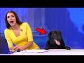 Best Animals News Bloopers