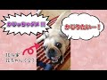 【フレンチブル】花ちゃんにマーカーがかじられたので尋問してみた【花梅】